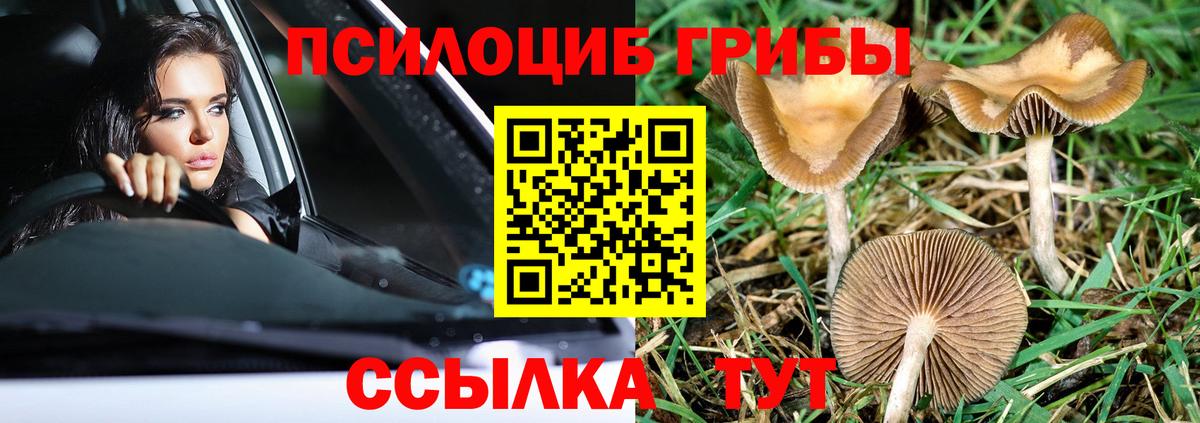 Зима  Псилоцибиновые грибы Cubensis  Галлюциногенные грибы Cubensis  Вход с VPN 